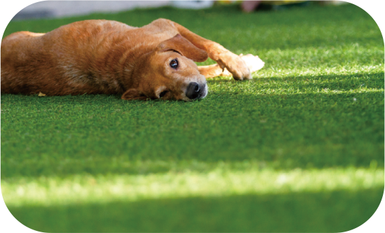 CCGrass, pet friendly artificial grass, Argo Grass