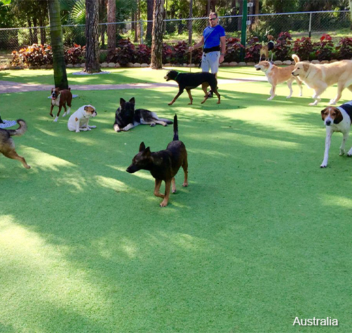 artificial grass for pets