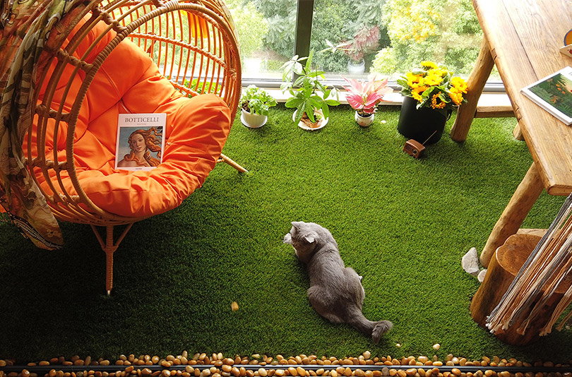 CCGrass, artificial grass for cats