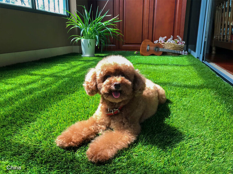 artificial grass for pets in balcony