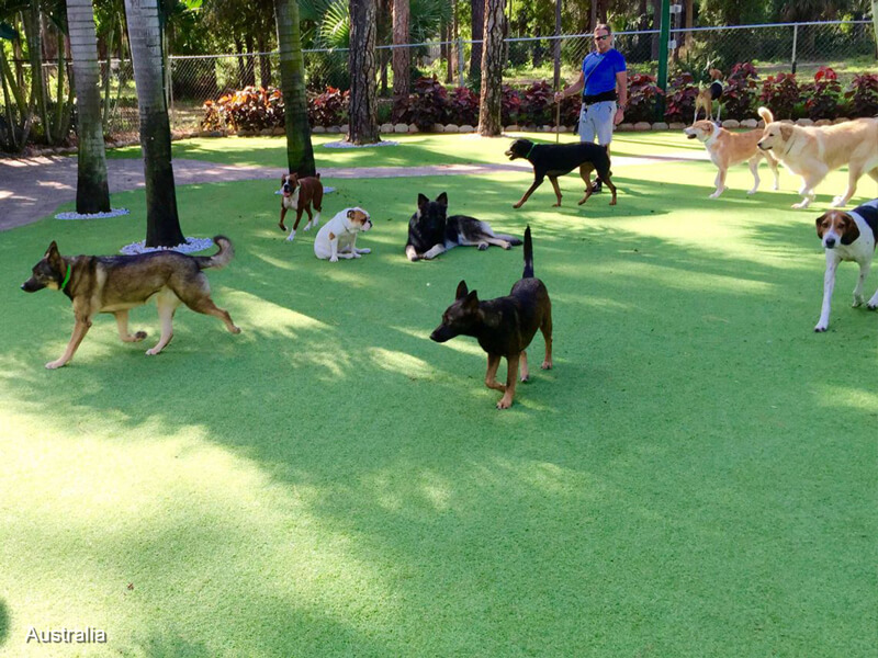artificial grass for pets in commercial pet facilities