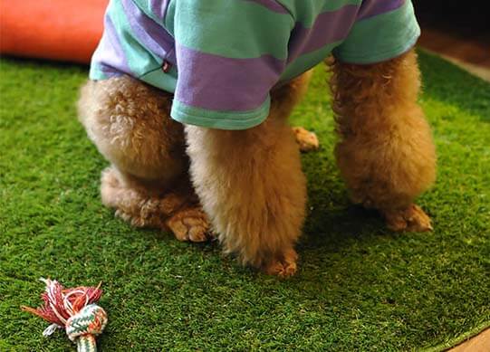 CCGrass, antibacterial artificial grass for dogs