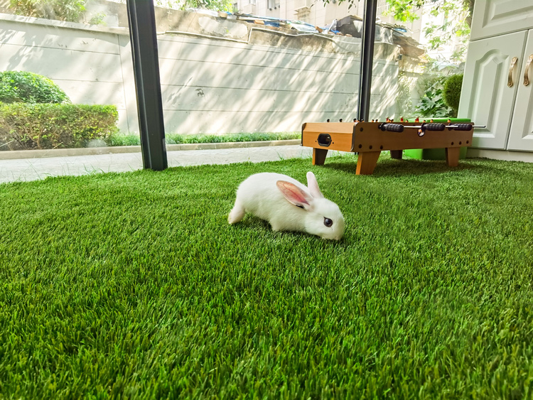 Balcony pet paradise