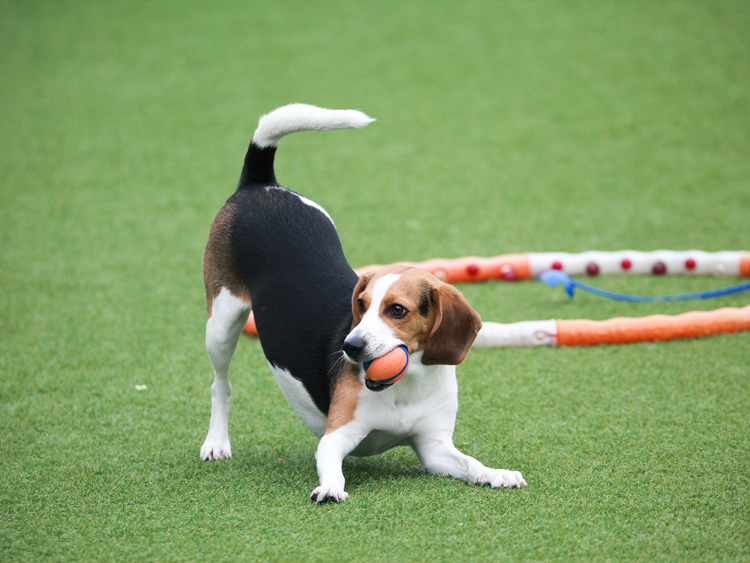 CCGrass, artificial grass for dogs