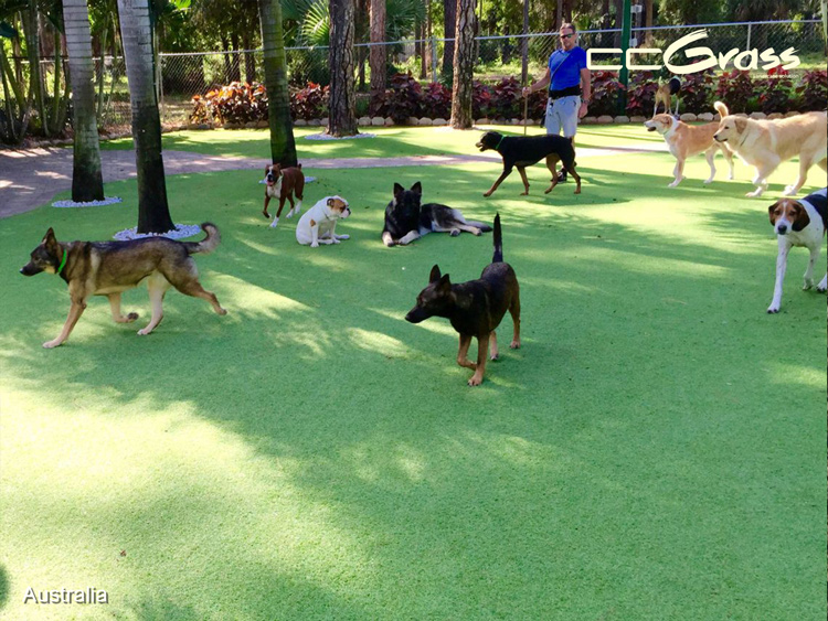 CCGrass, best artificial grass for dogs & pets