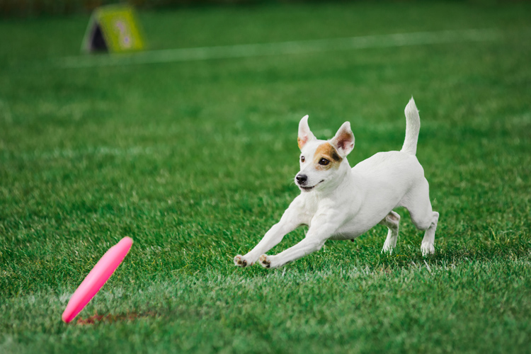 Pet-friendly artificial grass solution