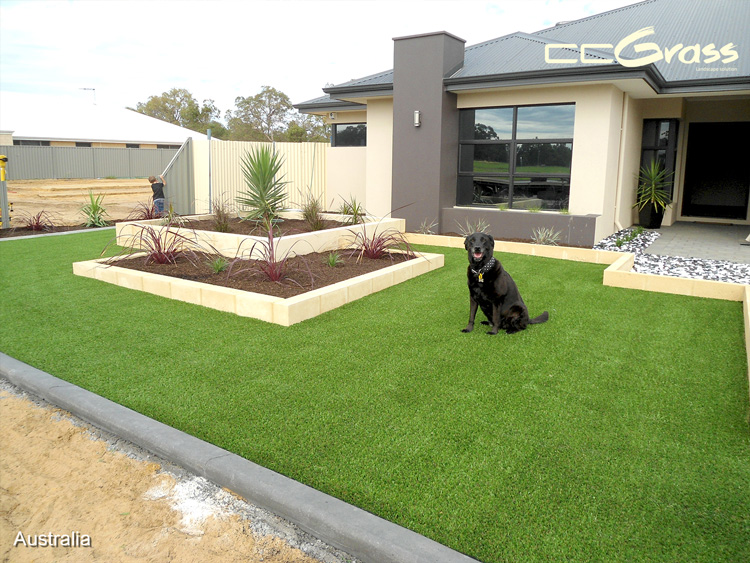 CCGrass, backyard turf is paw-fect for your furry friend