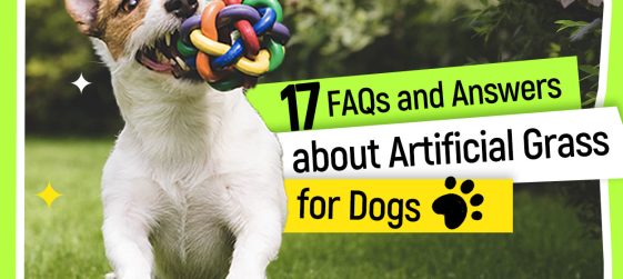 17 FAQs and Answers about Artificial Grass for Dogs