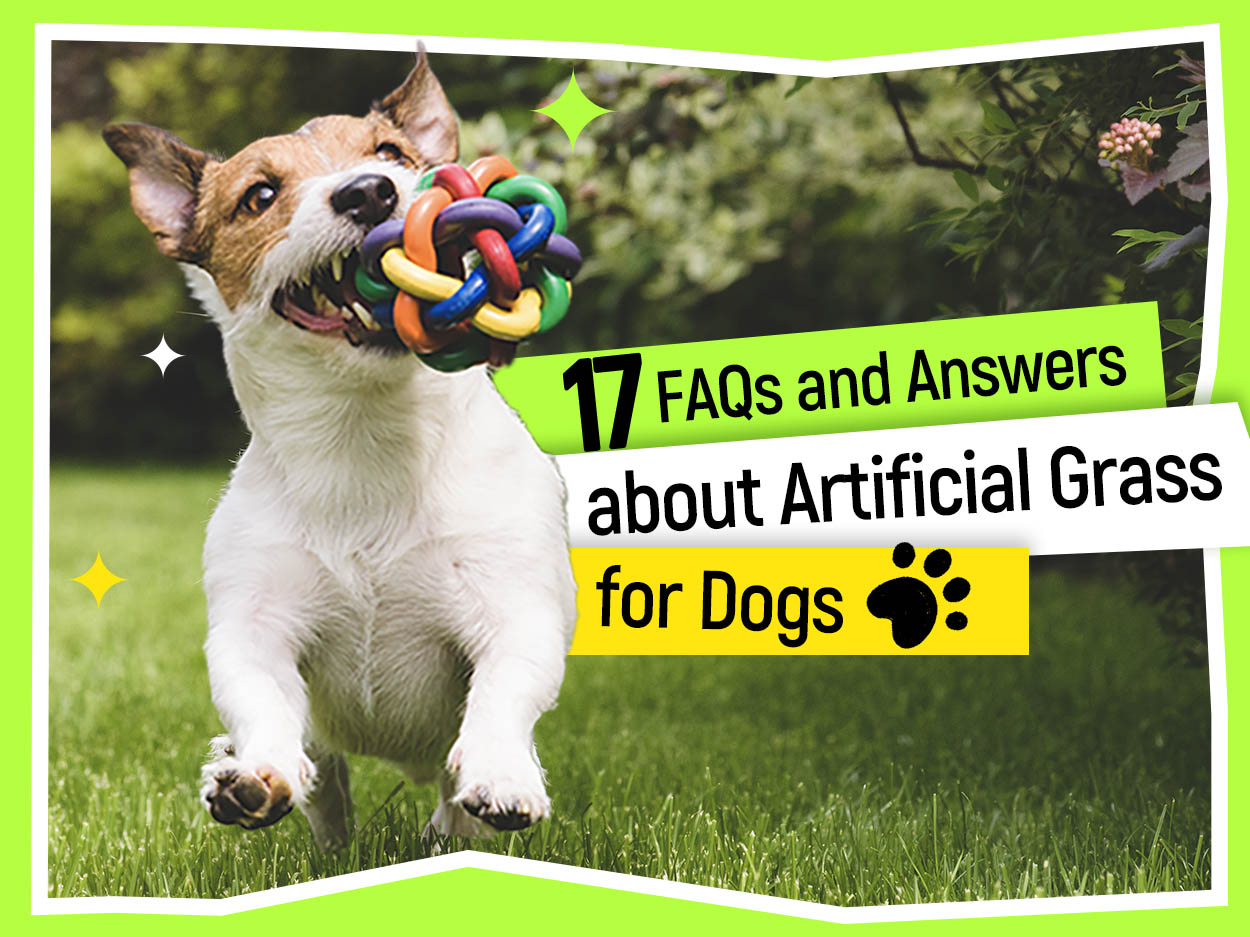 17 FAQs and Answers about Artificial Grass for Dogs