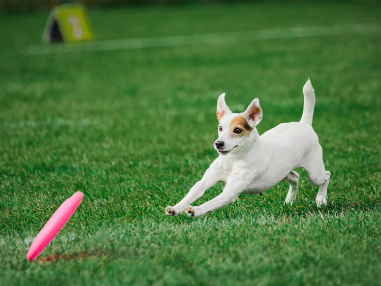 CCGrass, pet turf, pet-friendly delight