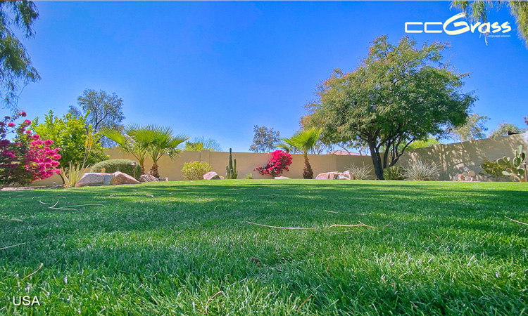 CCGrass, landscape grass for garden